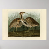 Amerikaans Bittern - van Audubon's Birds of Americ Poster (Voorkant)