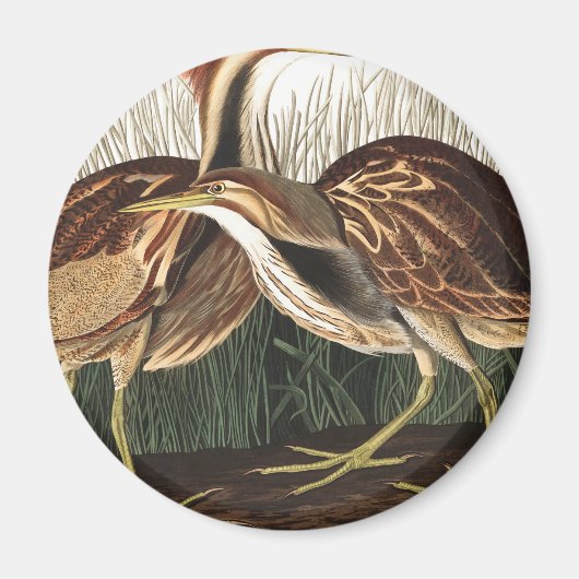 Amerikaans Bittern van John James Audubon Magneet (Voorkant)