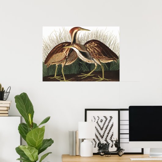 Amerikaans Bittern van John James Audubon Poster (Thuiskantoor)