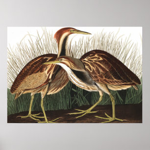 Amerikaans Bittern van John James Audubon Poster