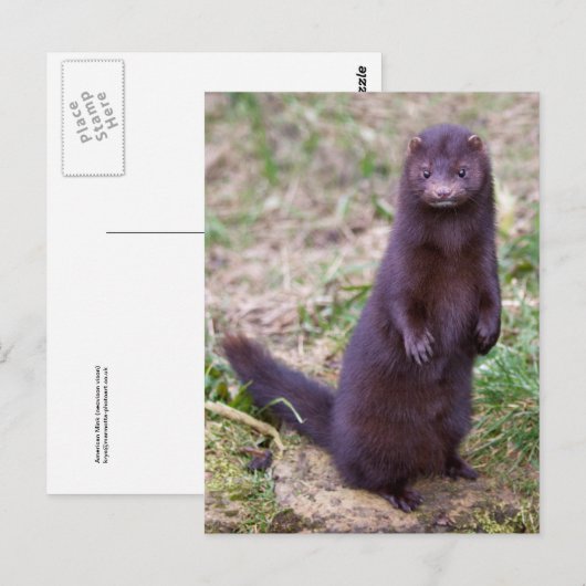 Amerikaans Briefkaart (Voorkant / Achterkant)