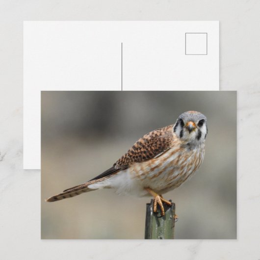 Amerikaans Briefkaart (Voorkant / Achterkant)