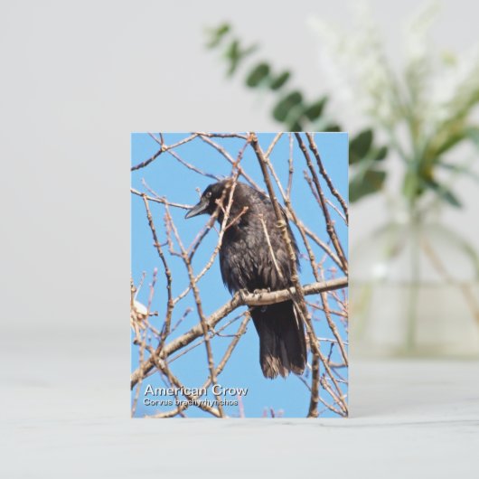 Amerikaans Briefkaart (Staand voorkant)