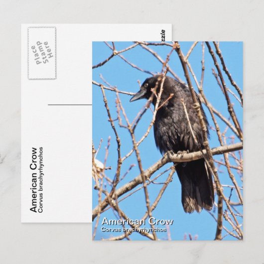 Amerikaans Briefkaart (Voorkant / Achterkant)