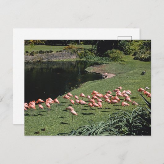  Amerikaans Briefkaart (Voorkant / Achterkant)