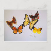 Amerikaans Briefkaart Butterflies (Voorkant)