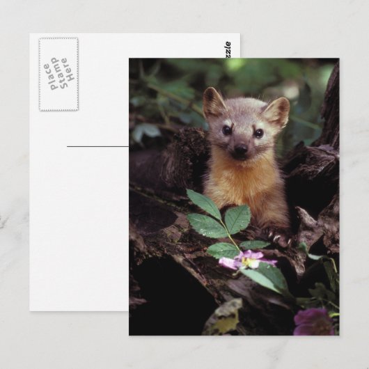 Amerikaans Briefkaart Marten (Voorkant / Achterkant)