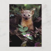 Amerikaans Briefkaart Marten (Voorkant)