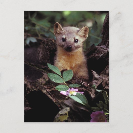 Amerikaans Briefkaart Marten (Voorkant)