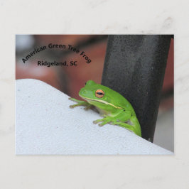 Amerikaans Briefkaart met groene Treefrog
