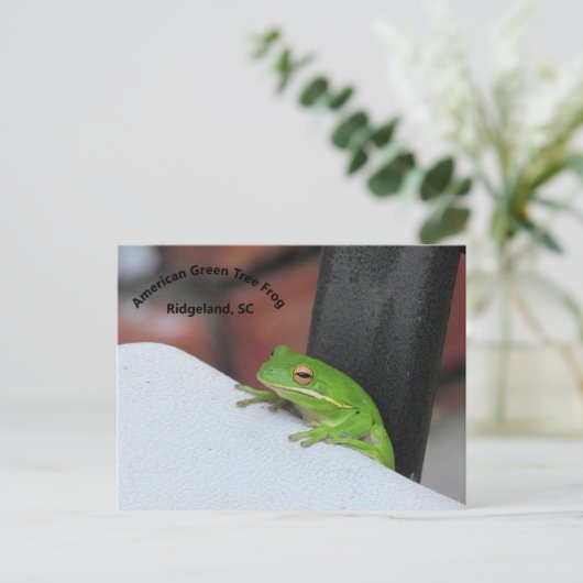 Amerikaans Briefkaart met groene Treefrog (Staand voorkant)