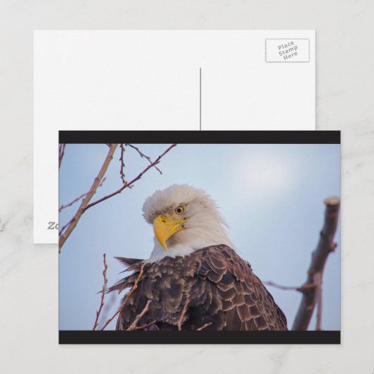 Amerikaans Briefkaart van Bald Eagle VII (Voorkant / Achterkant)