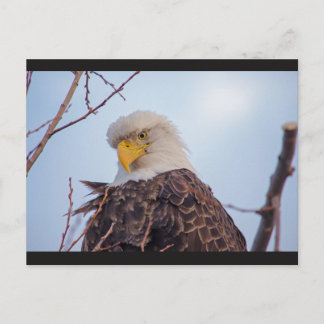 Amerikaans Briefkaart van Bald Eagle VII