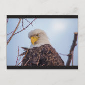 Amerikaans Briefkaart van Bald Eagle VII (Voorkant)