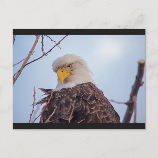 Amerikaans Briefkaart van Bald Eagle VII (Voorkant)