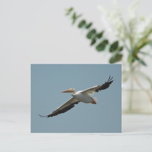 Amerikaans Briefkaart van de Pelican (Staand voorkant)