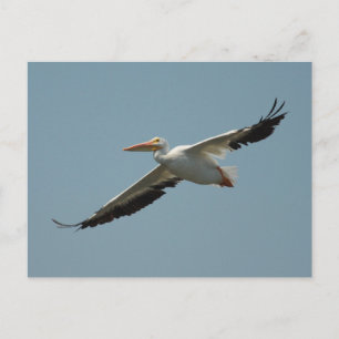 Amerikaans Briefkaart van de Pelican