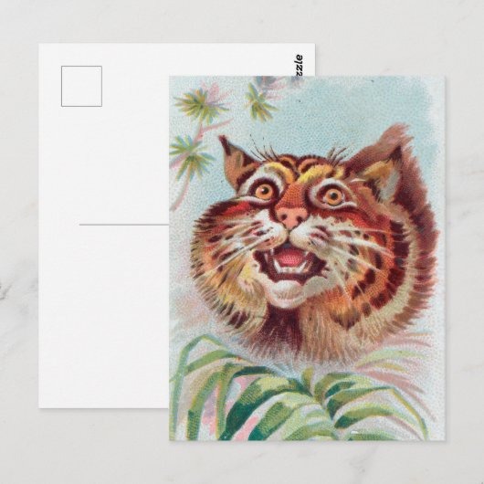  Amerikaans Briefkaart van wilde katten (Voorkant / Achterkant)