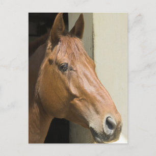 Amerikaans Briefkaart voor kwartpaarden