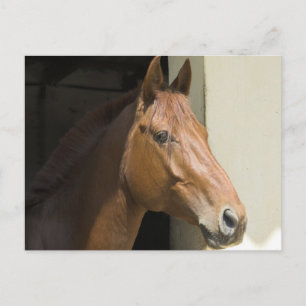 Amerikaans Briefkaart voor kwartpaarden