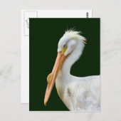 Amerikaans Briefkaart voor pelicaanse vogelpest (Voorkant / Achterkant)