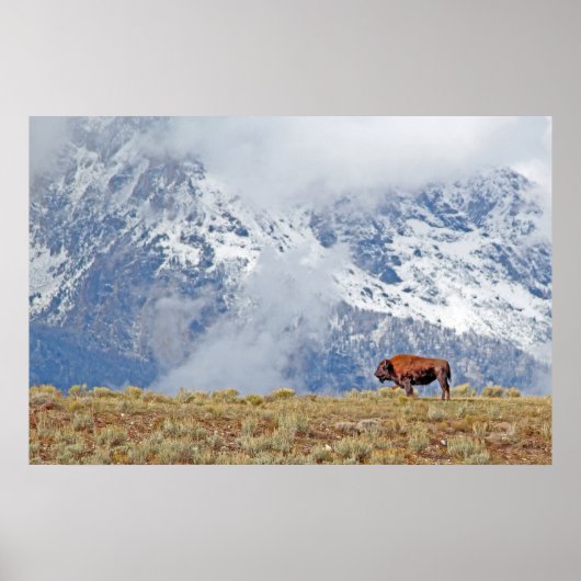 Amerikaans Buffalo High in het Tetons-Poster Poster (Voorkant)