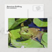 Amerikaans Bullfrog-Briefkaart Briefkaart (Voorkant / Achterkant)