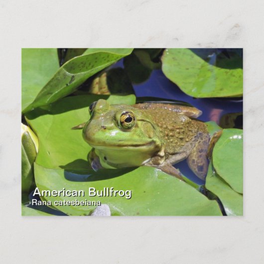 Amerikaans Bullfrog-Briefkaart Briefkaart (Voorkant)