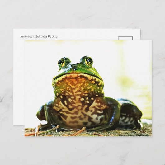 Amerikaans Bullfrog Posing Briefkaart (Voorkant / Achterkant)