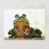 Amerikaans Bullfrog Posing Briefkaart (Voorkant)