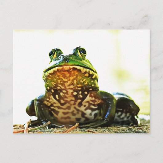Amerikaans Bullfrog Posing Briefkaart (Voorkant)
