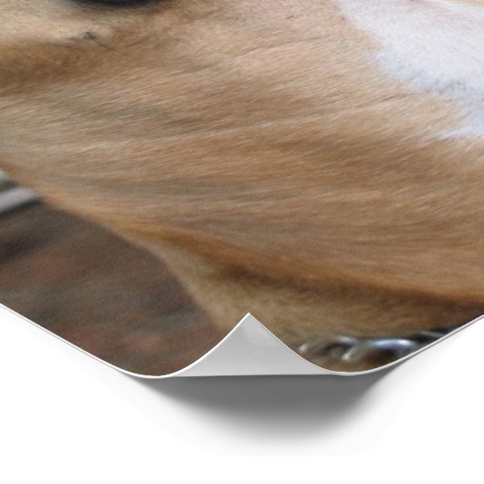 AMERIKAANS BULLY PUPPY. POSTER (Hoek)