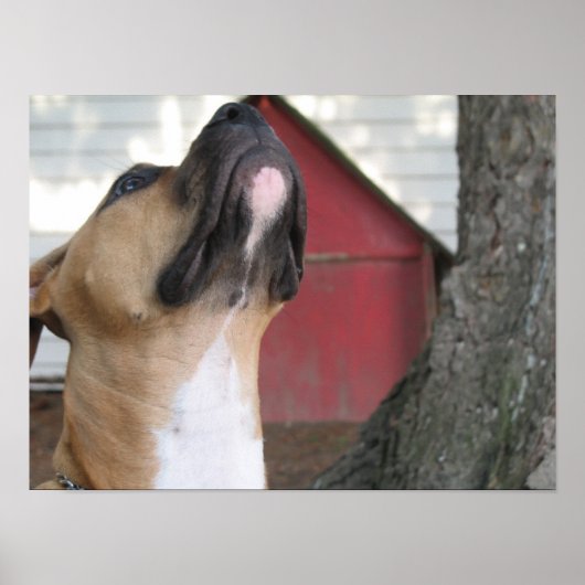 AMERIKAANS BULLY PUPPY. POSTER (Voorkant)