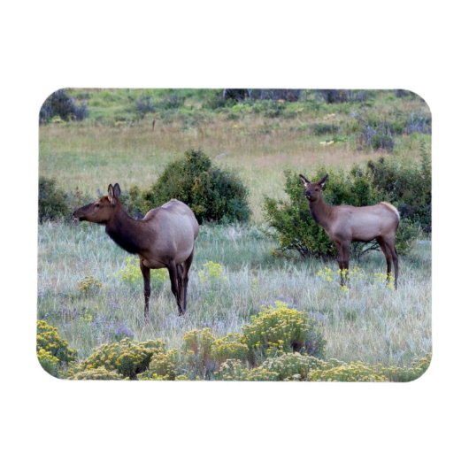 Amerikaans eland | Colorado Magneet (Horizontaal)