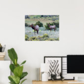 Amerikaans eland | Colorado Poster (Thuiskantoor)