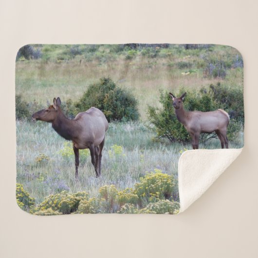 Amerikaans eland | Colorado Sherpa Deken (Voorkant (horizontaal))