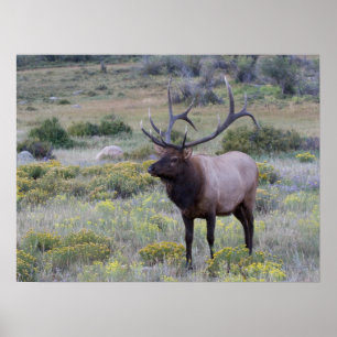 Amerikaans eland   Rocky National Park, Colorado Poster
