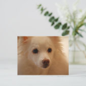 Amerikaans Eskimo Dog Portret Briefkaart (Staand voorkant)