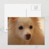 Amerikaans Eskimo Dog Portret Briefkaart (Voorkant / Achterkant)