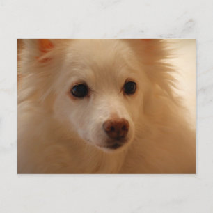 Amerikaans Eskimo Dog Portret Briefkaart