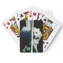 Amerikaans Eskimo (Eskie) weven in Schaduw