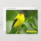 Amerikaans Goldfinch Briefkaart (Voorkant / Achterkant)