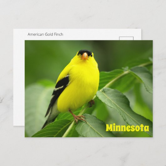 Amerikaans Goldfinch Briefkaart (Voorkant / Achterkant)