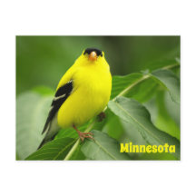 Amerikaans Goldfinch Briefkaart