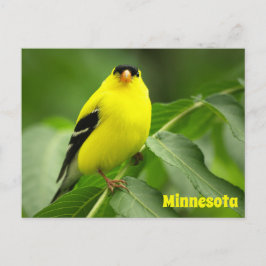 Amerikaans Goldfinch Briefkaart