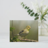 Amerikaans Goldfinch Briefkaart (Staand voorkant)