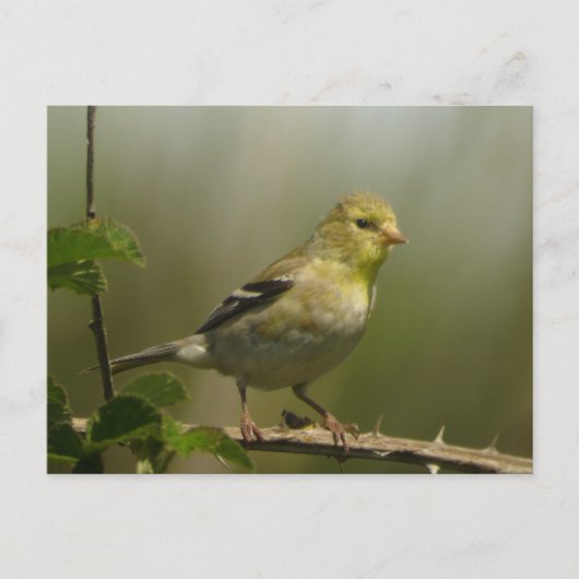 Amerikaans Goldfinch Briefkaart (Voorkant)