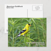 Amerikaans Goldfinch Briefkaart (Voorkant / Achterkant)