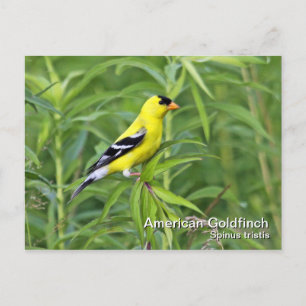 Amerikaans Goldfinch Briefkaart
