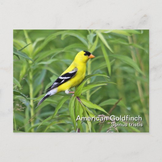 Amerikaans Goldfinch Briefkaart (Voorkant)